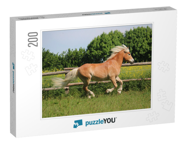 Beautiful Haflinger Horse is Running on the Paddock in th... Jigsaw Puzzle with 200 pieces