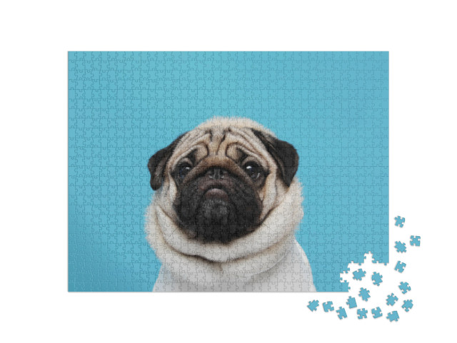 Adorable Dog Pug Breed Making Angry Face & Serious Face o... Jigsaw Puzzle with 1000 pieces