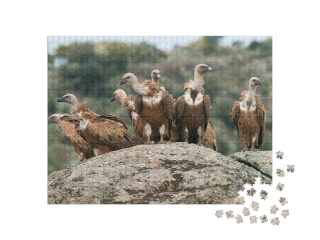 Griffon Vulture Gyps Fulvus Group Perched on Rocks... Jigsaw Puzzle with 1000 pieces