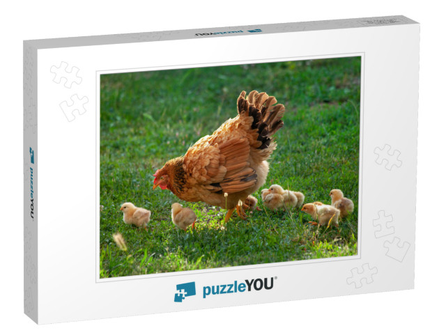 Poultry in a Rural Yard. Hen & Chickens in a Grass in the... Jigsaw Puzzle