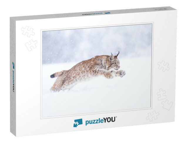 Young Eurasian Lynx on Snow. Amazing Animal, Running Free... Jigsaw Puzzle