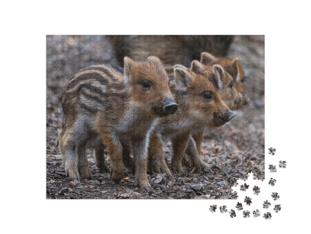 4 Cute Piglets Strung Together. Baby Pigs in Cute Posture... Jigsaw Puzzle with 1000 pieces