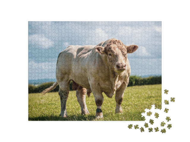 Really Powerful Charolais Bull - Breed. Showing His Muscl... Jigsaw Puzzle with 1000 pieces