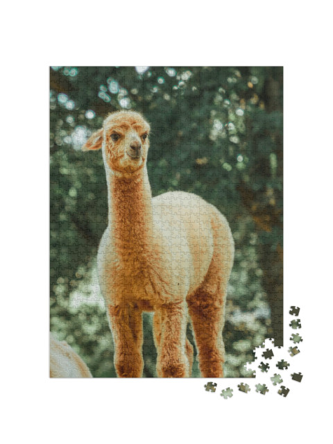 The Llama Lama Glama is a Domestic Artiodactyl Mammal of... Jigsaw Puzzle with 1000 pieces