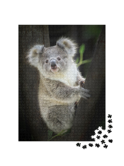 Koala Bear in Zoo... Jigsaw Puzzle with 1000 pieces