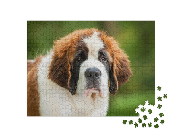 Portrait of Saint Bernard Puppy... Jigsaw Puzzle with 1000 pieces