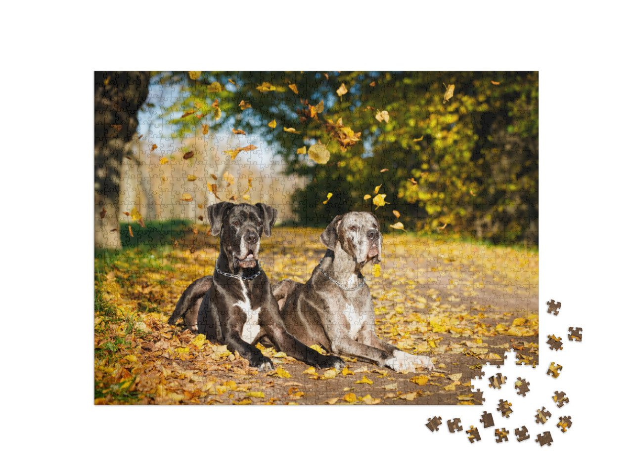 Two Great Dane Dogs... Jigsaw Puzzle with 1000 pieces