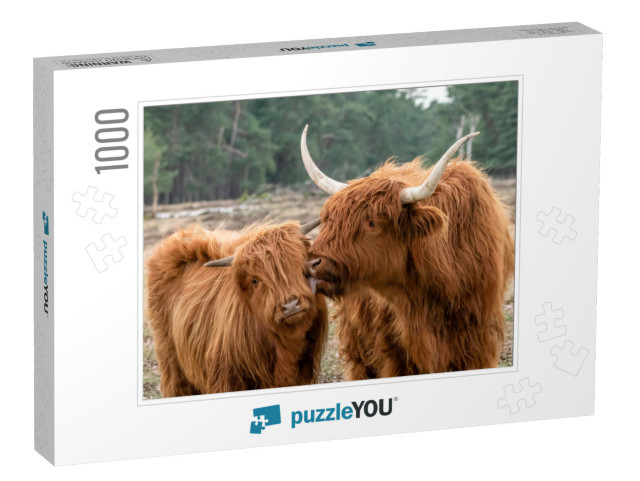 Beautiful Highland Cow Cattle with Calf Bos Taurus Taurus... Jigsaw Puzzle with 1000 pieces